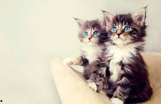 娱乐吃瓜酱小猫咪被吓,揭秘幕后真相